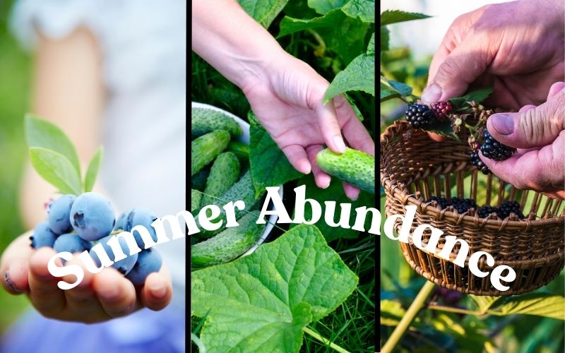 Summer's Abundance Begins!