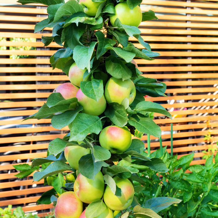 Apple Golden Sentinel