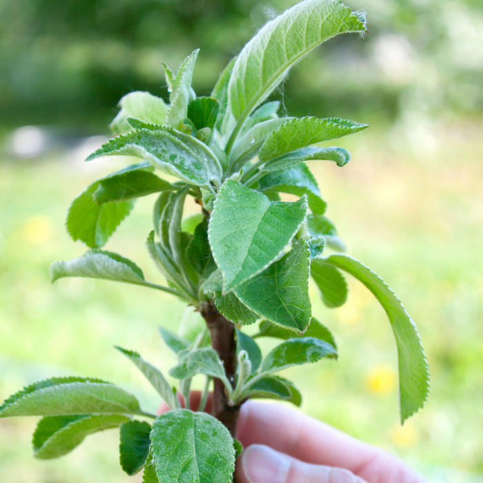 Apple Golden Sentinel