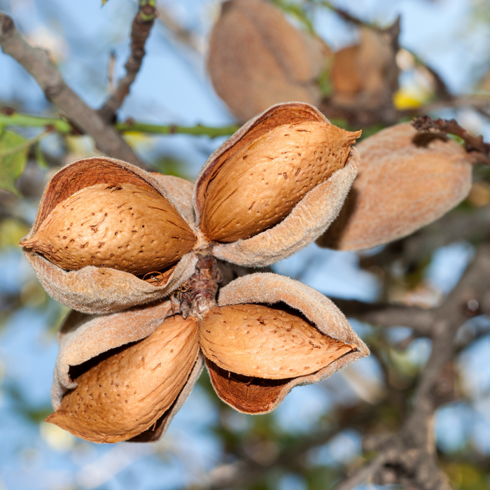 Almond All-in-One