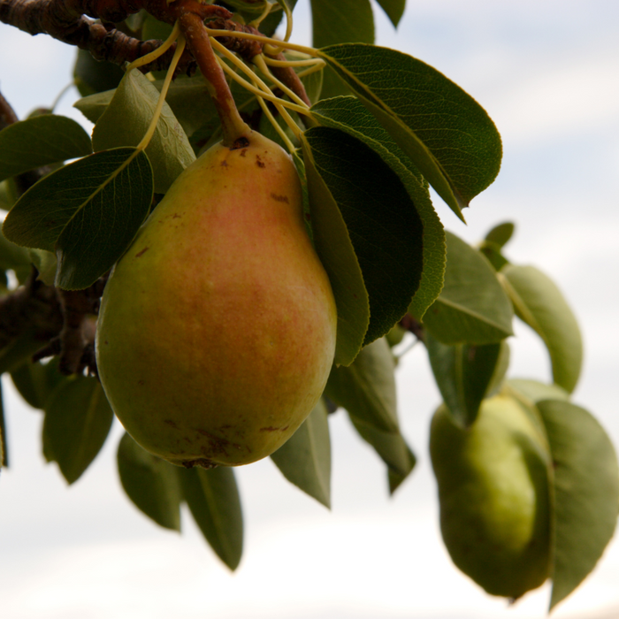 Pear Bartlett