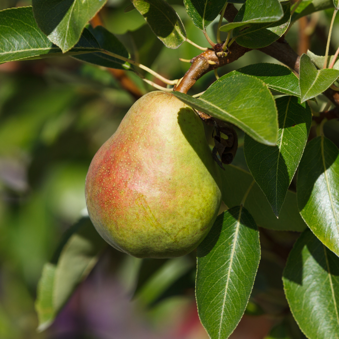 Pear Seckel