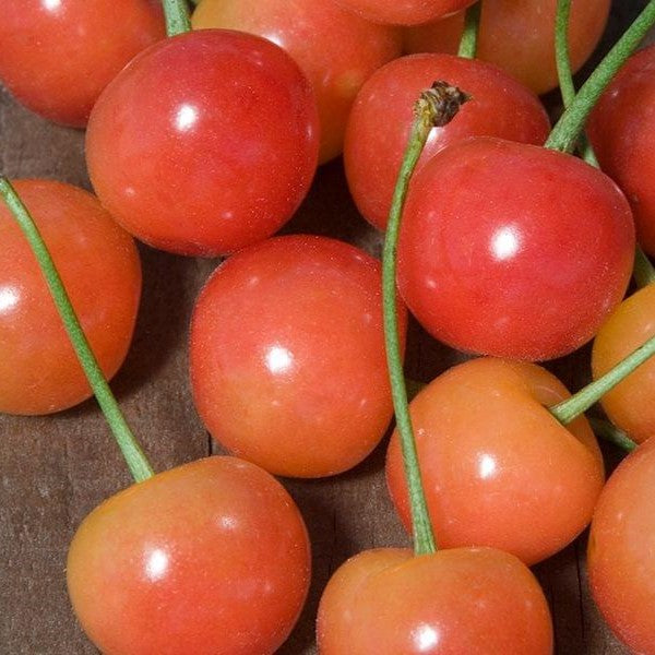 Cherry Montmorency