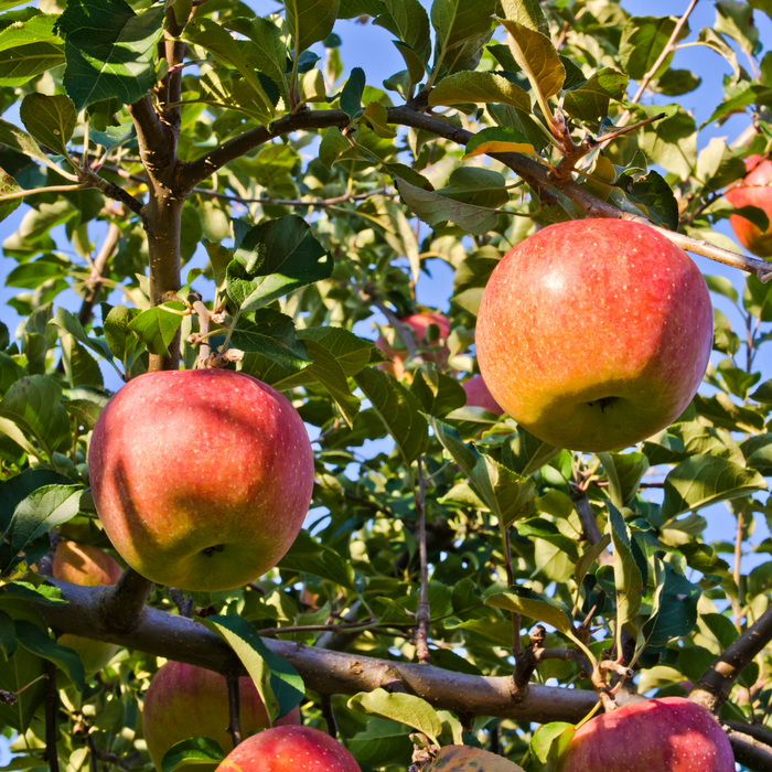 Apple Fuji