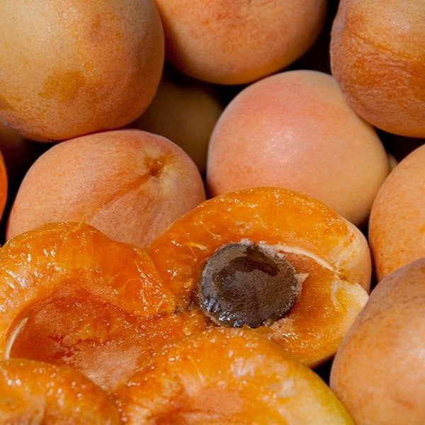 Apricot Blenheim (Royal)