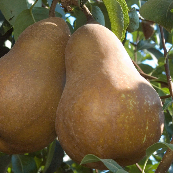 Pear Bosc