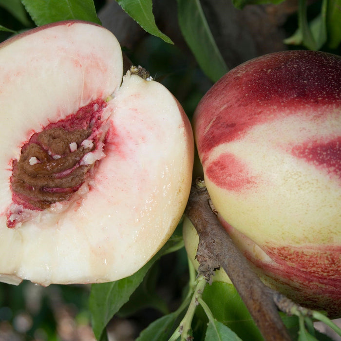 Nectarine Heavenly White