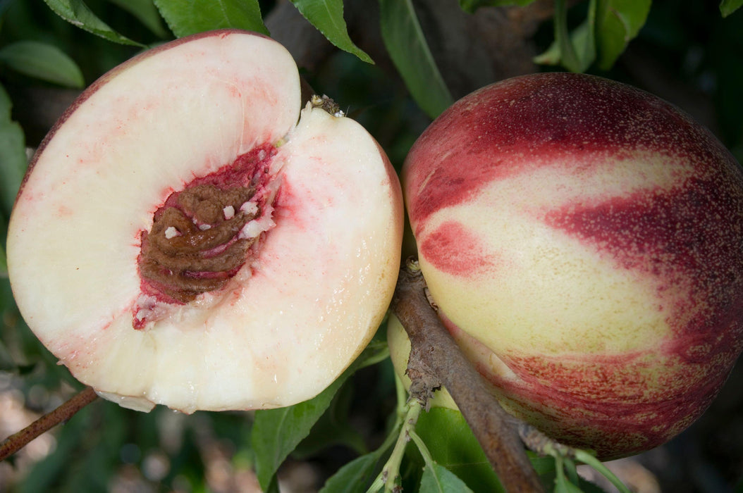 Nectarine Heavenly White