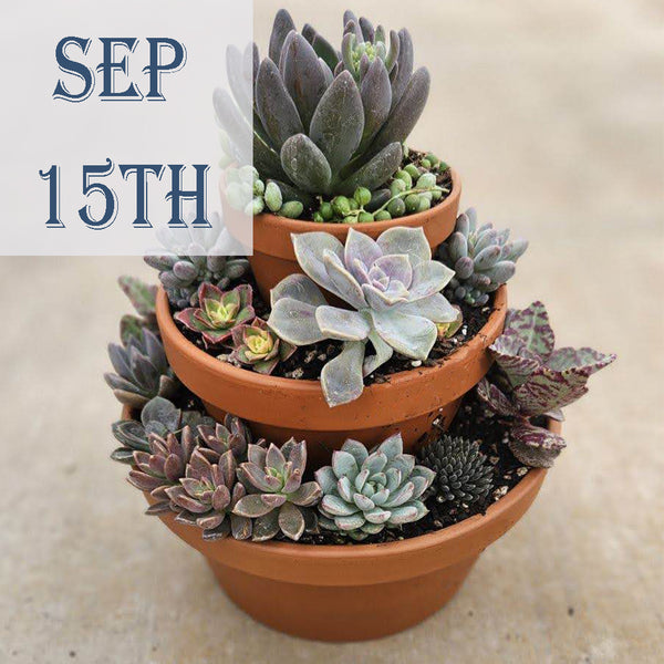 Succulent Planter