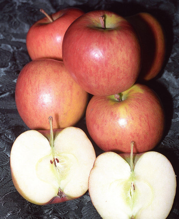 Apple Braeburn