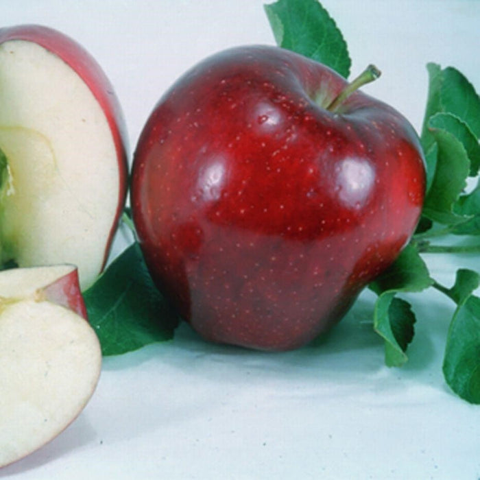 Apple Red Delicious (Bisbee Spur)