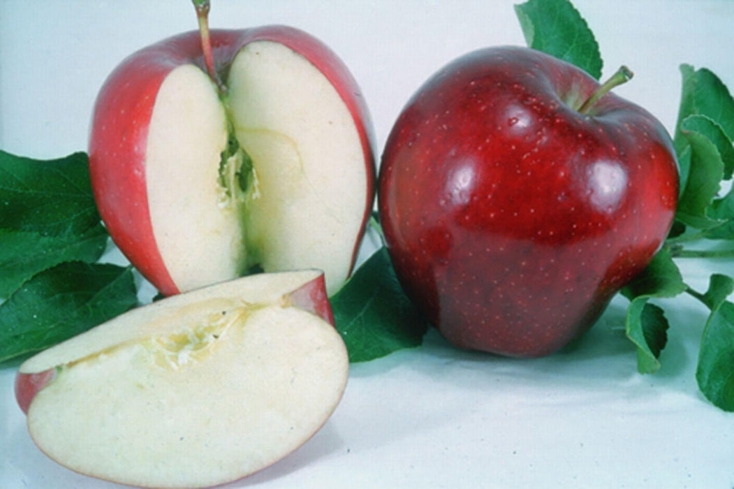 Apple Red Delicious (Bisbee Spur)