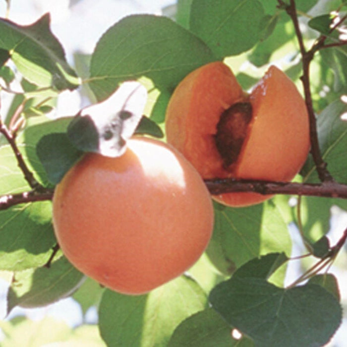 Apricot Chinese