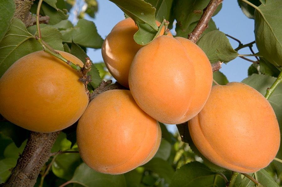 Apricot Harglow