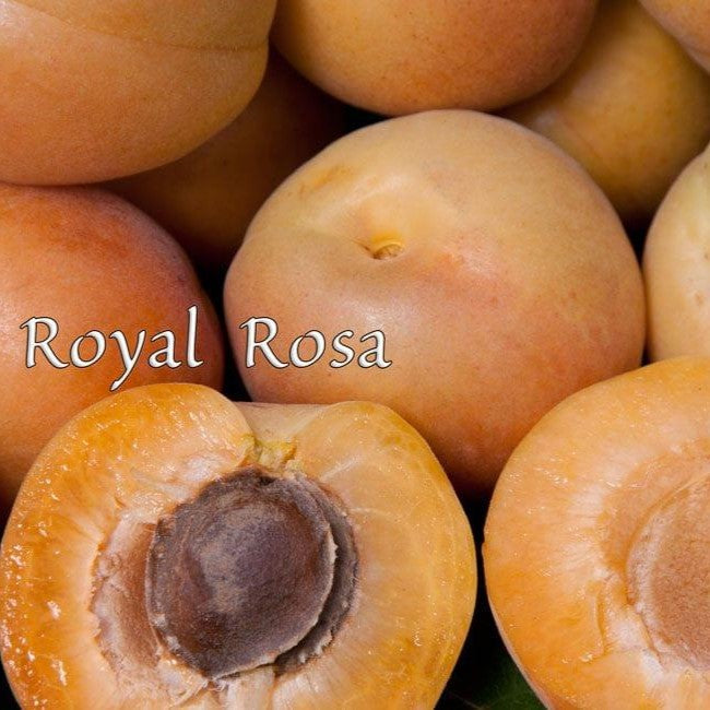 Apricot Royal Rose