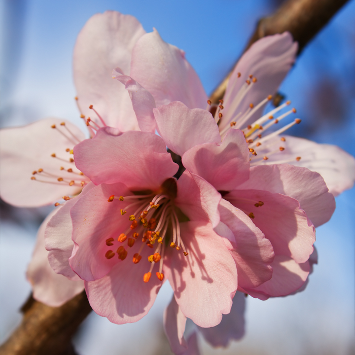 Nectarine Double Delight