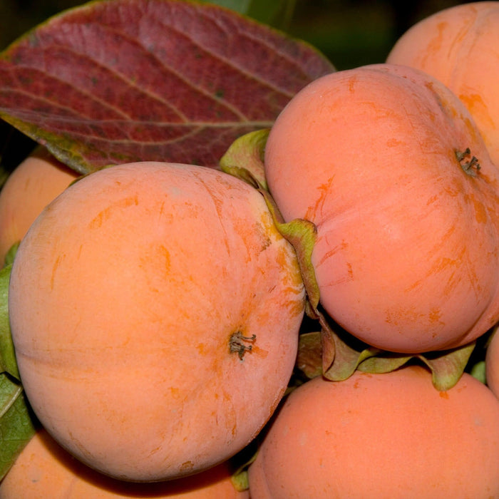 Persimmon Fuyu (Jiro)