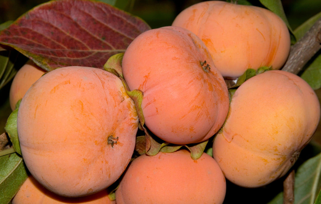 Persimmon Fuyu (Jiro)