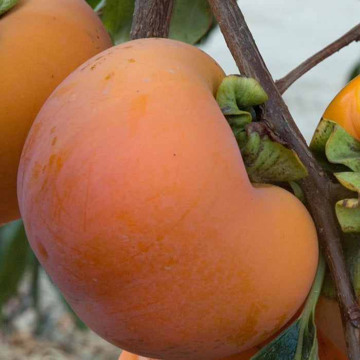 Persimmon Giant Fuyu