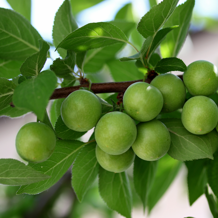 Plum Persian Green