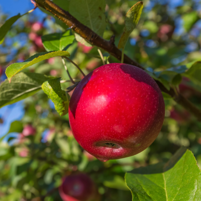 Apple Honeycrisp