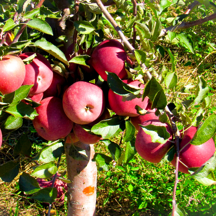 Apple Pink Lady®