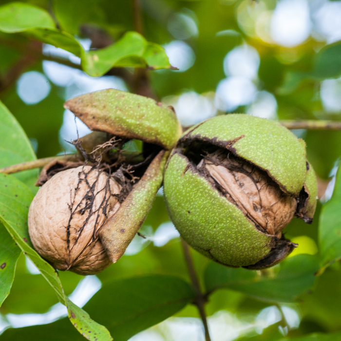 Walnut Ambassador (Carpathian)