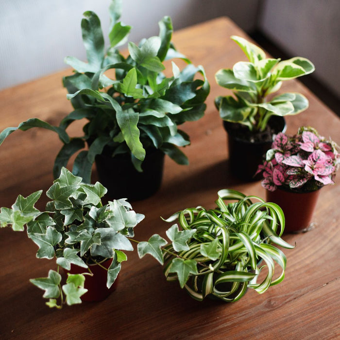 CLASS Houseplants 101