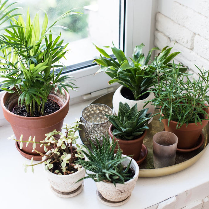 CLASS Houseplants 101