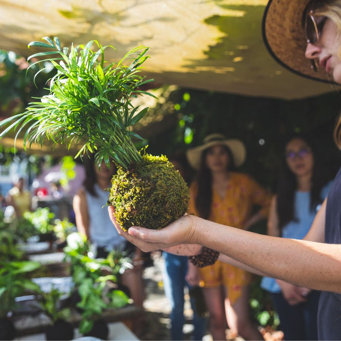 CLASS Kokedama