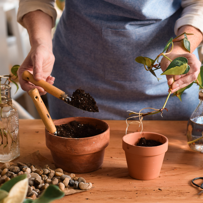 CLASS Houseplants 101