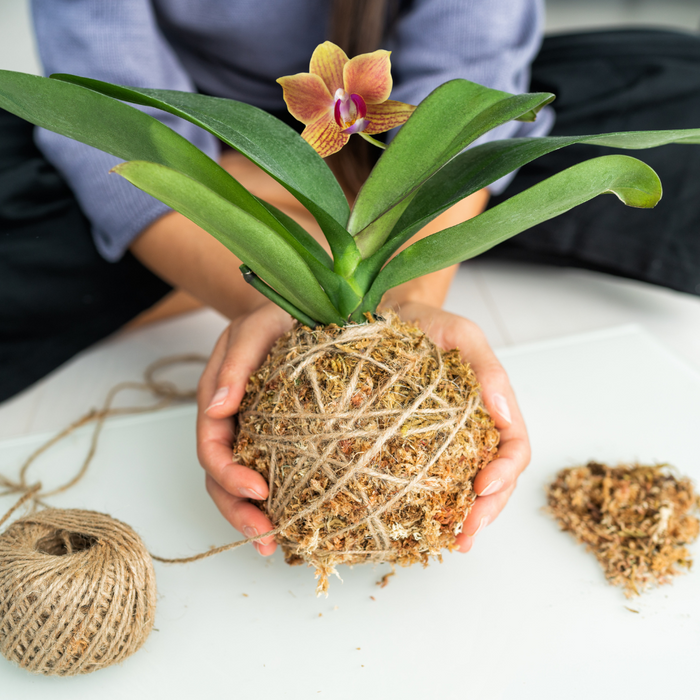 CLASS Kokedama