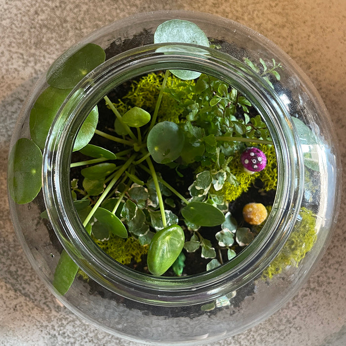 CLASS Terrarium Workshop