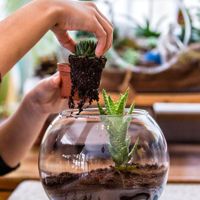 CLASS Terrarium Workshop