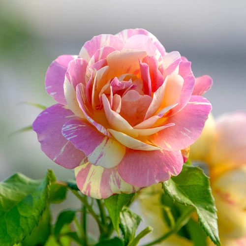 Austrian Copper Rose — Blooming Junction