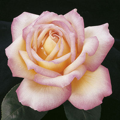 Austrian Copper Rose — Blooming Junction